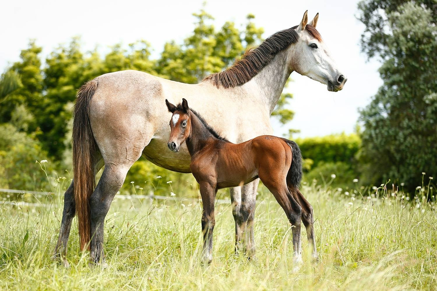 Electra NZPH & her foal Dynamic RF