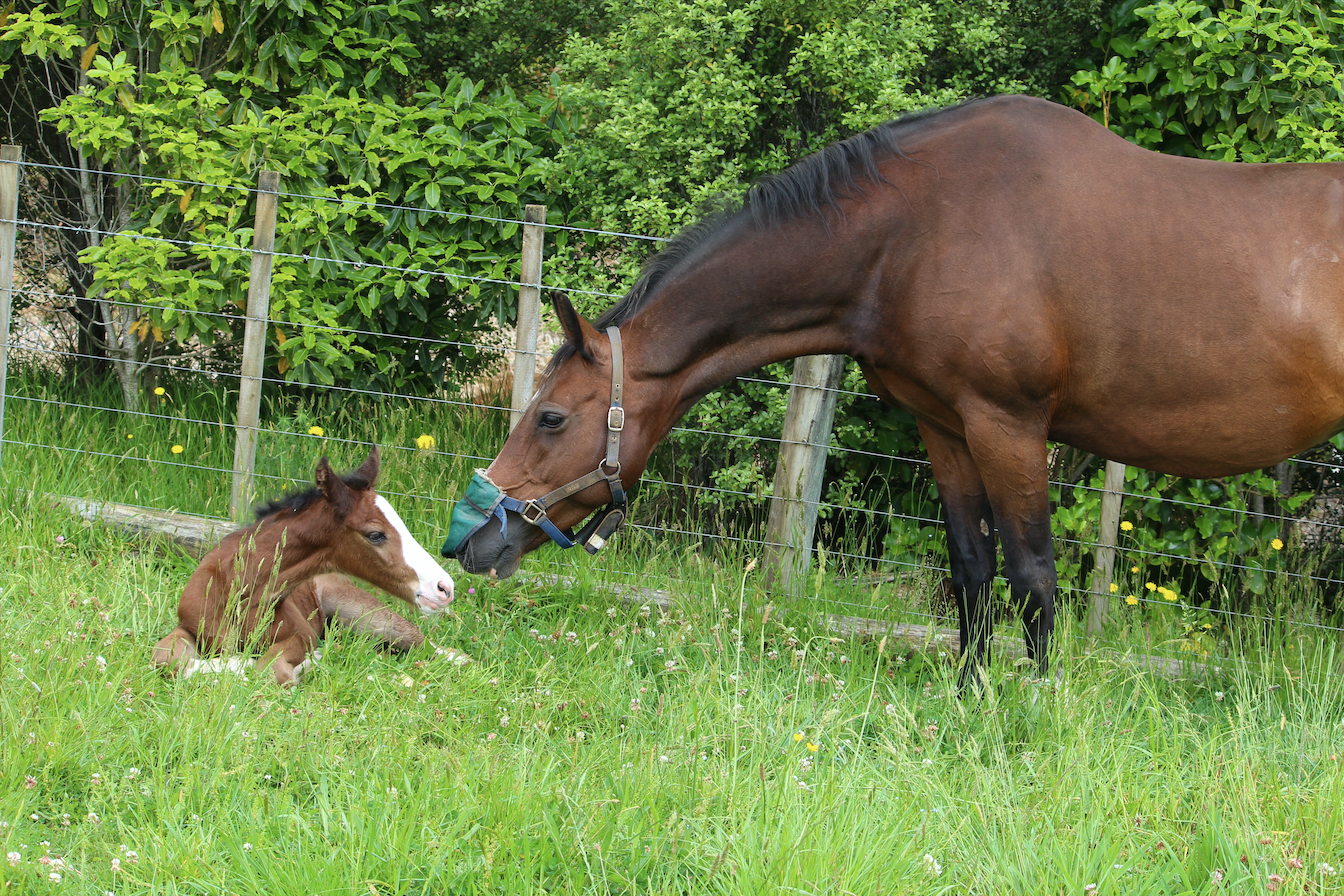 Mare & foal