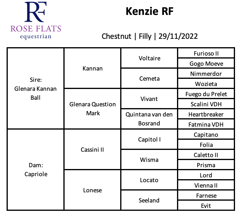 Kenzie RF - 3yo mare