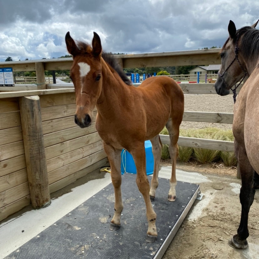 Foal being weighed