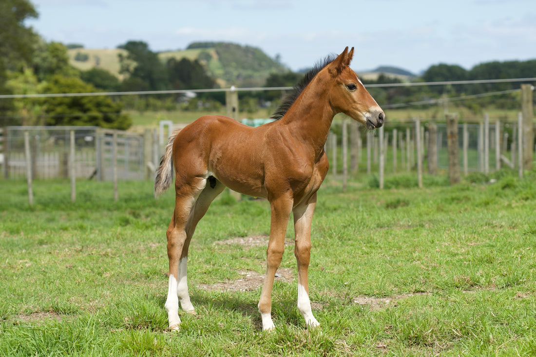 Foaling season done & dusted