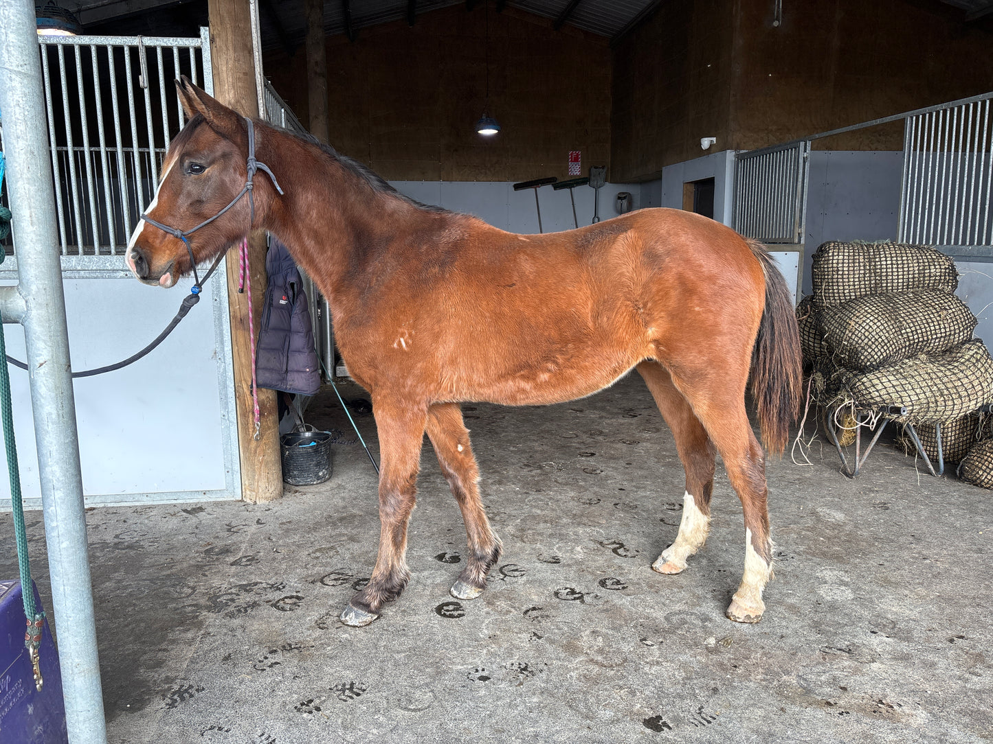Up To Chance RF - 1.5yo gelding