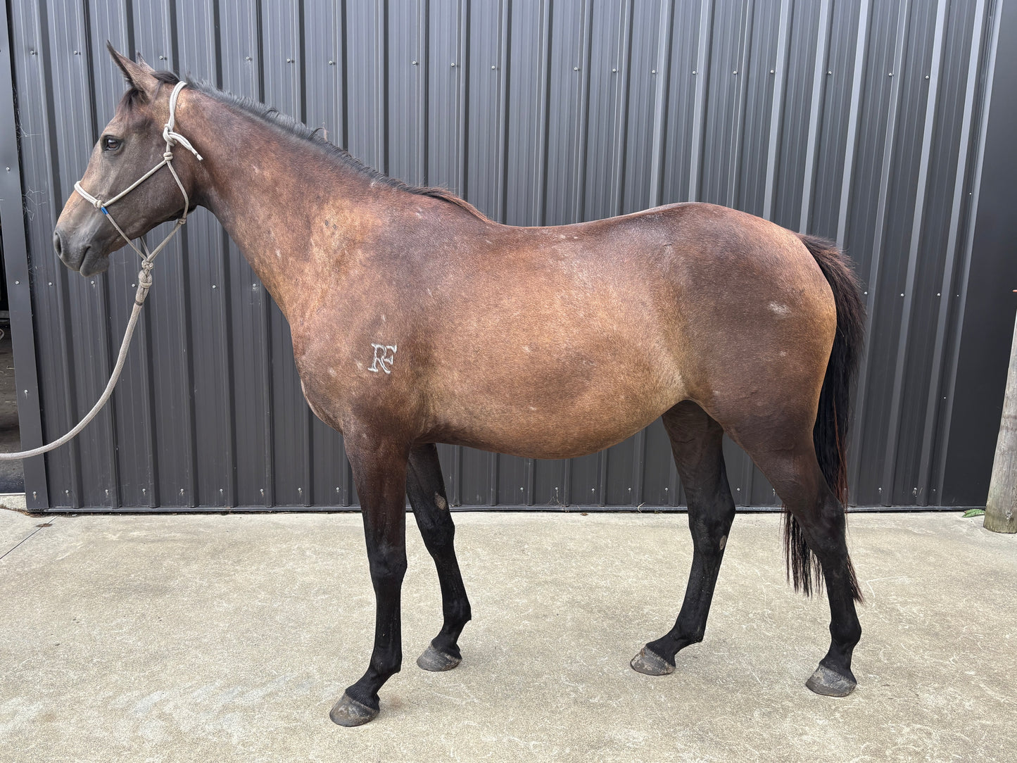 Bailey RF - 2yo filly