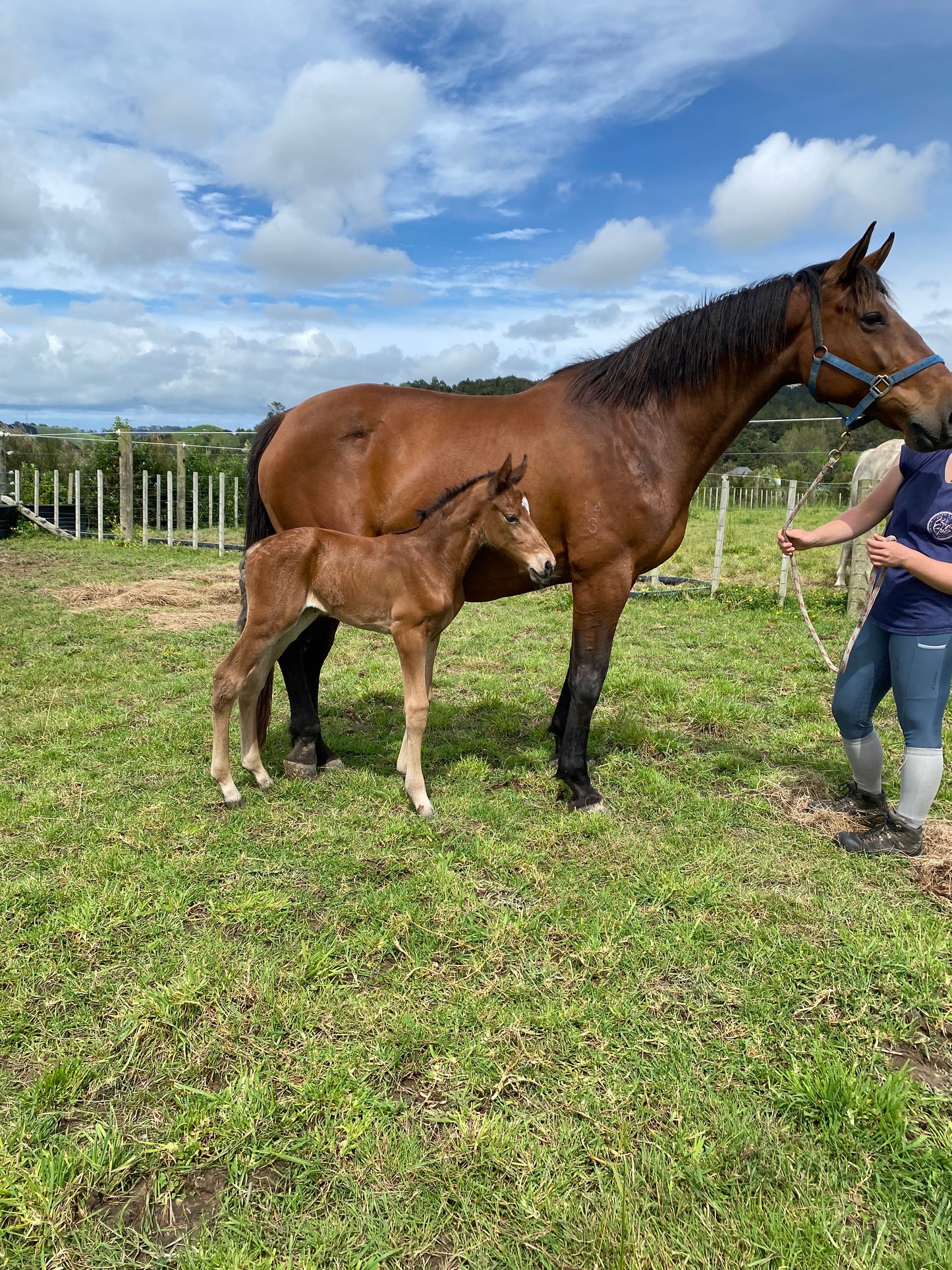 Ellen NZPH (in foal to Chicken Little VWNZ)