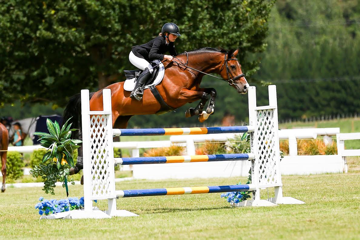 Up To Chance RF - 1.5yo gelding