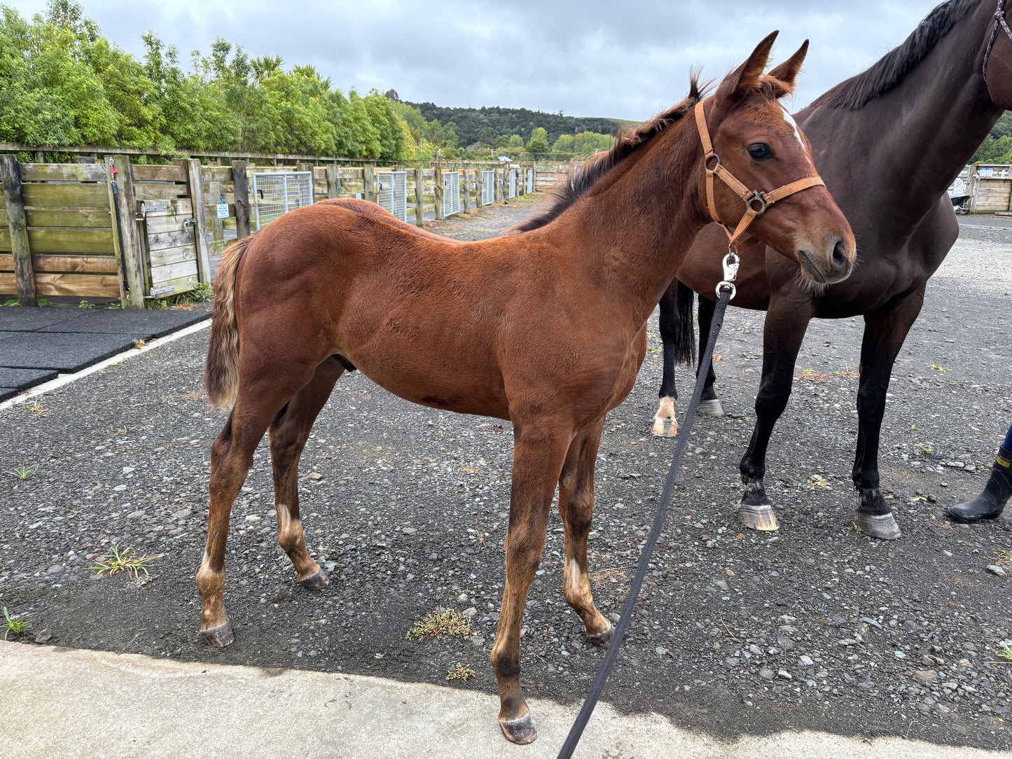 Catalyst RF - weanling gelding