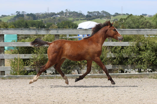 Up To Chance RF - 1yo gelding