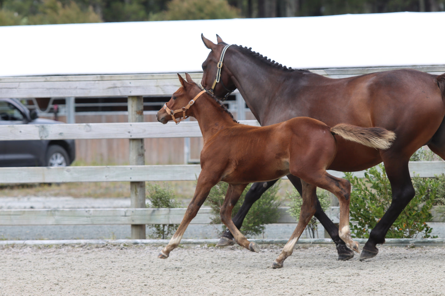 Catalyst RF - weanling gelding