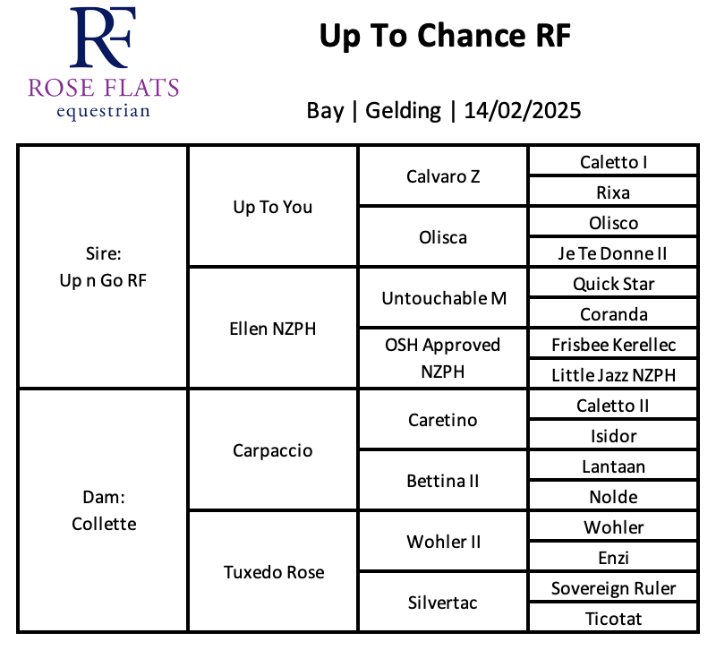 Up To Chance RF - 1.5yo gelding