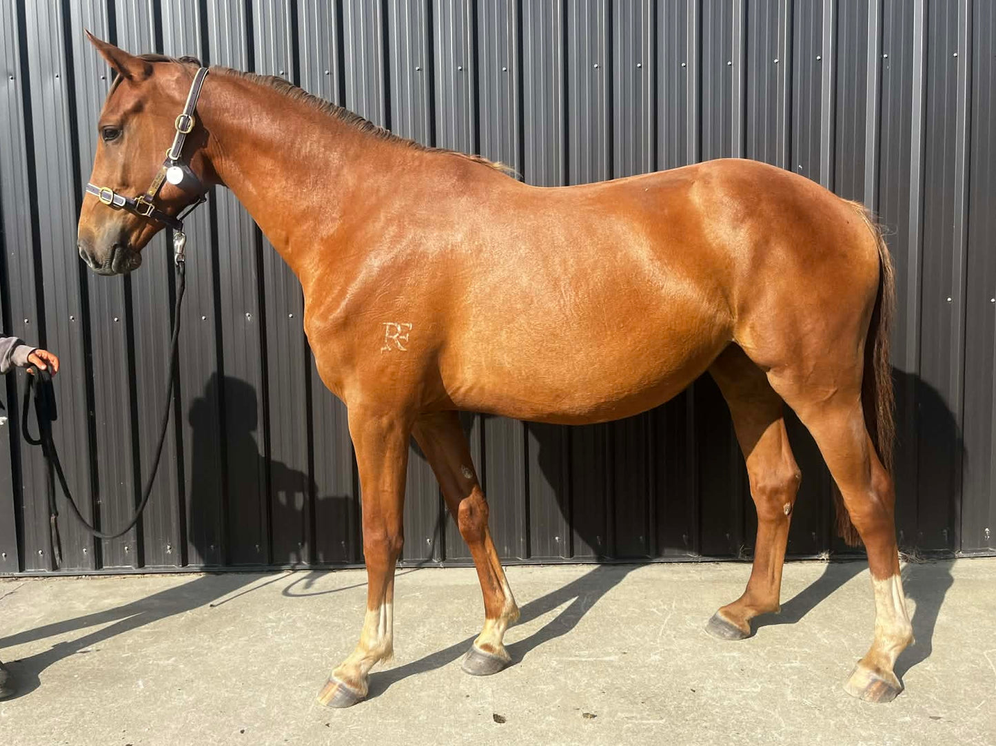 Kenzie RF - 3yo mare