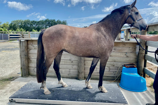 Horse being weighed