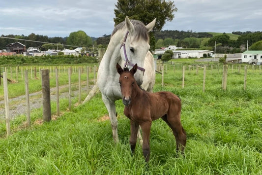 Mare & foal